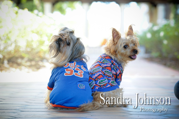 Best Orlando Pet Photographer - Sandra Johnson (SJFoto.com)